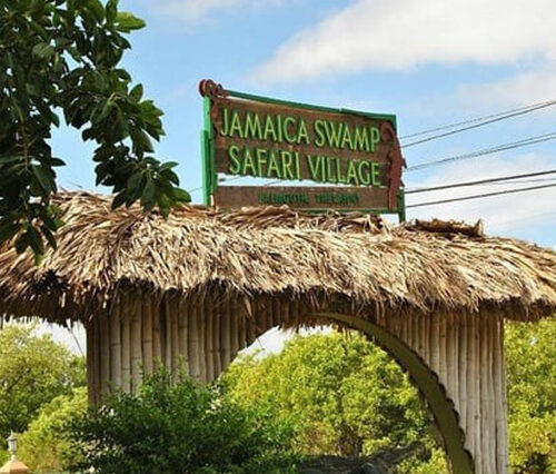 Swamp Safari Tour, Falmouth